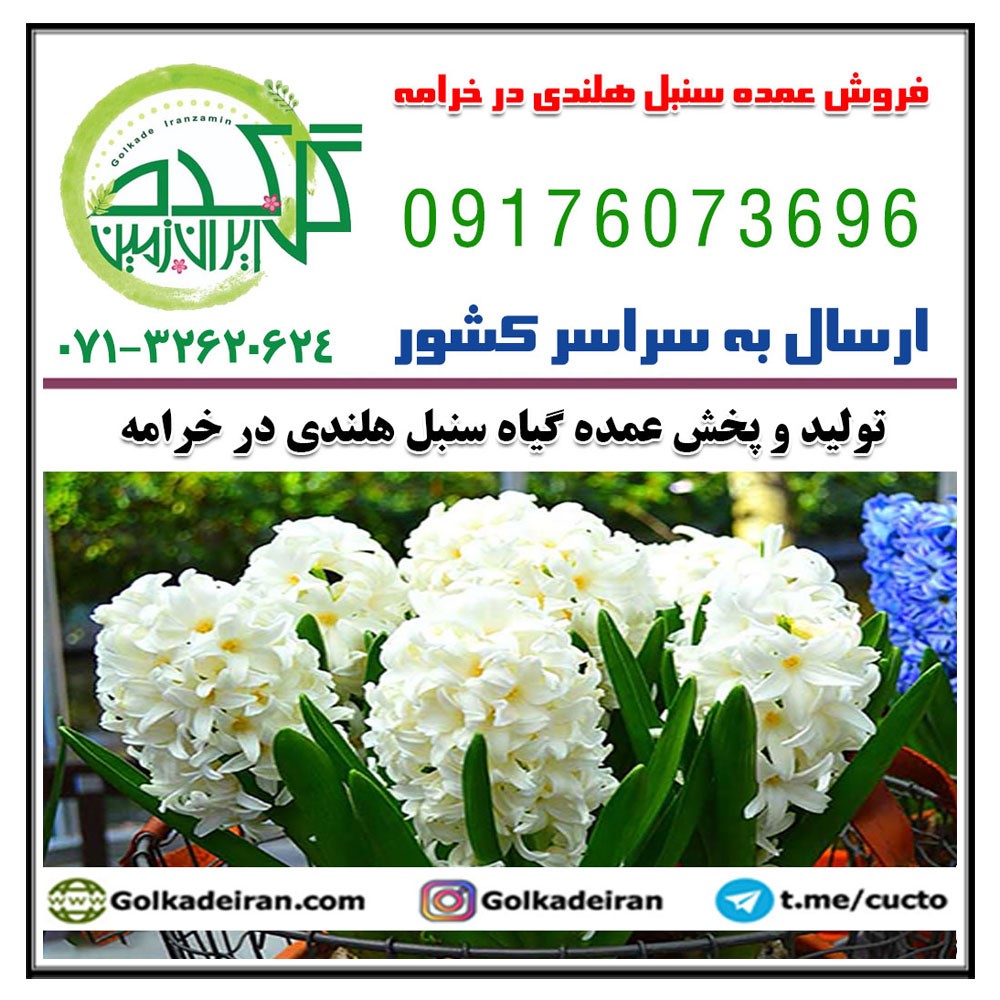 فروش عمده سنبل هلندی در خرامه 09176073696