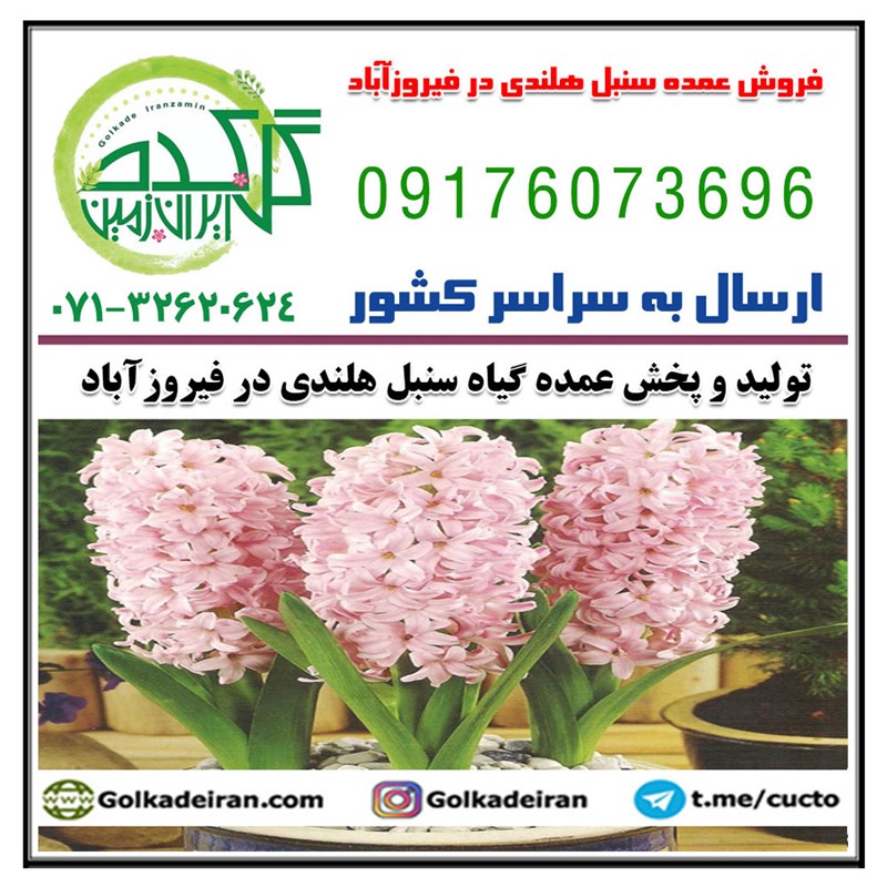 فروش عمده سنبل هلندی در فیروزآباد 09176073696