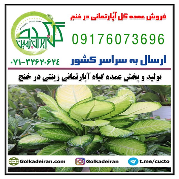 فروش پخش عمده گل آپارتمانی زینتی در خنج 09176073696