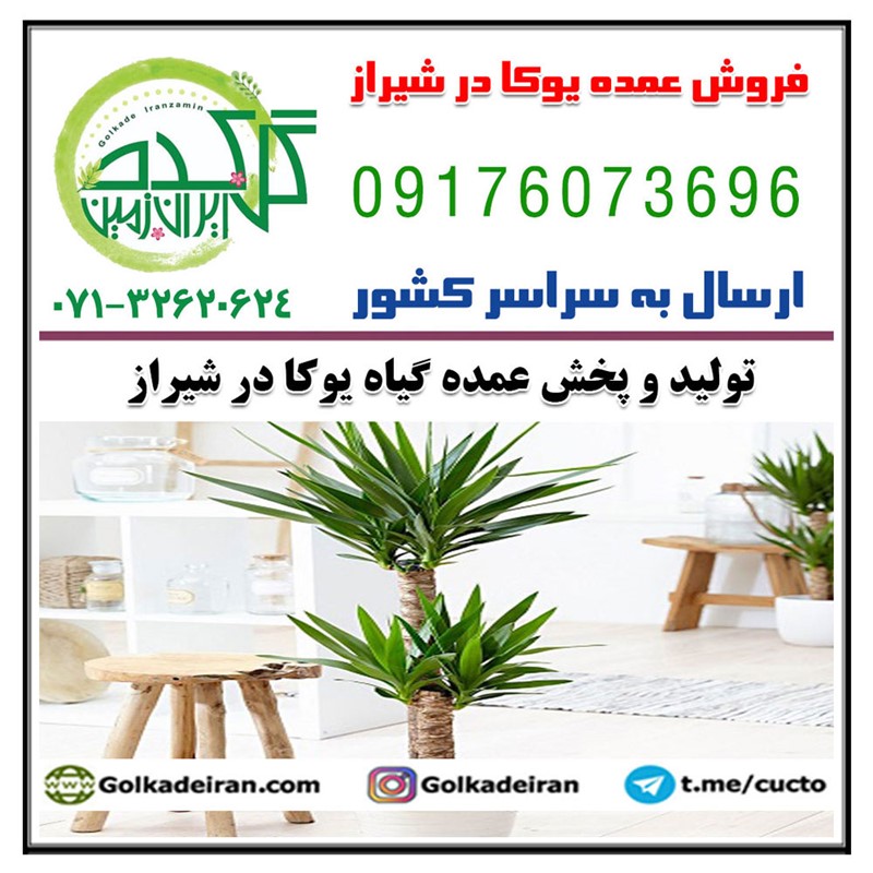 فروش عمده یوکا در شیراز 09176073696