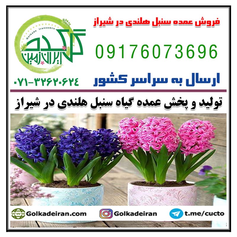 فروش عمده سنبل هلندی در شیراز 09176073696