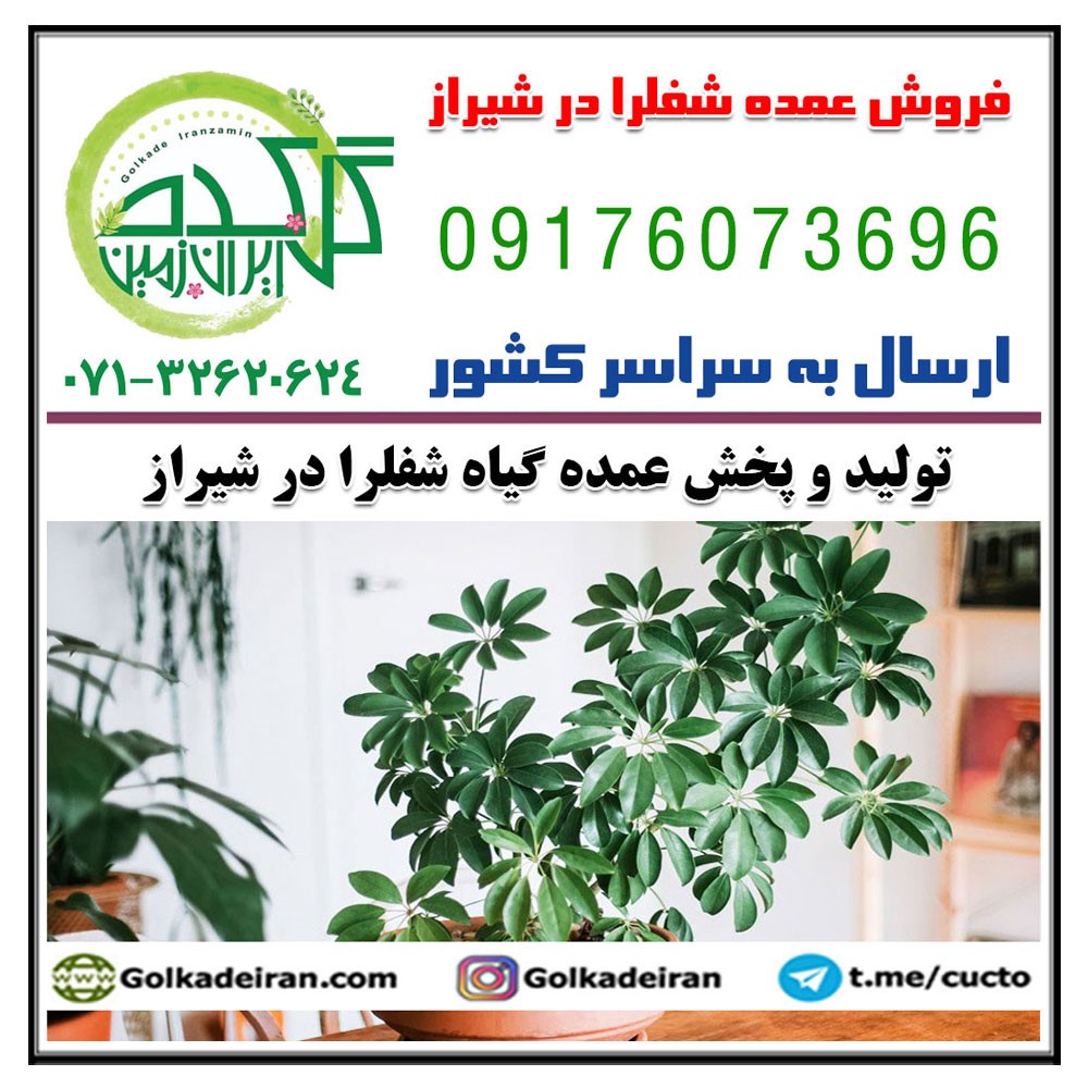 فروش عمده شفلرا در شیراز 09176073696