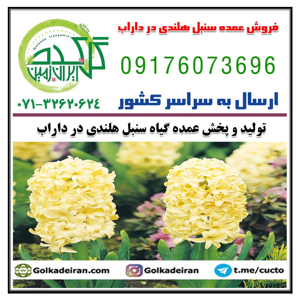 فروش عمده سنبل هلندی در داراب 09176073696