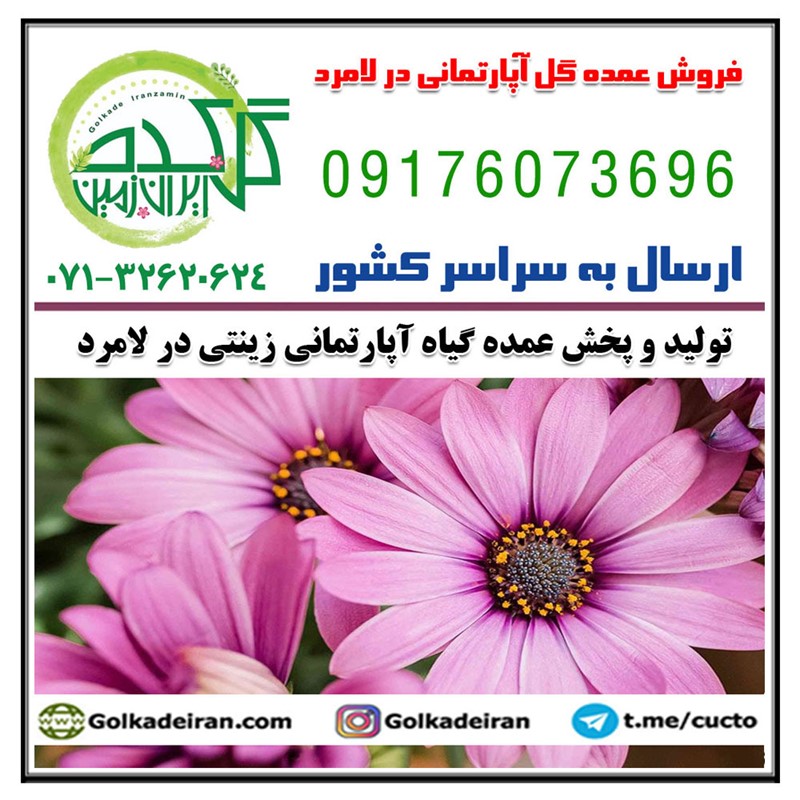 فروش پخش عمده گل آپارتمانی زینتی در لامرد 09176073696