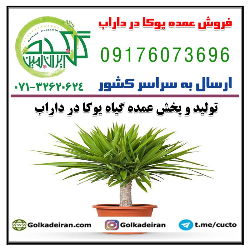 فروش عمده یوکا در داراب 09176073696