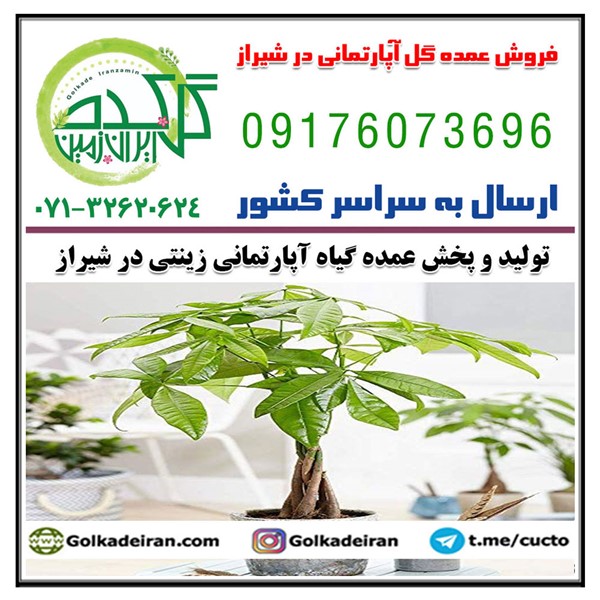 فروش پخش عمده گل آپارتمانی زینتی در شیراز 09176073696